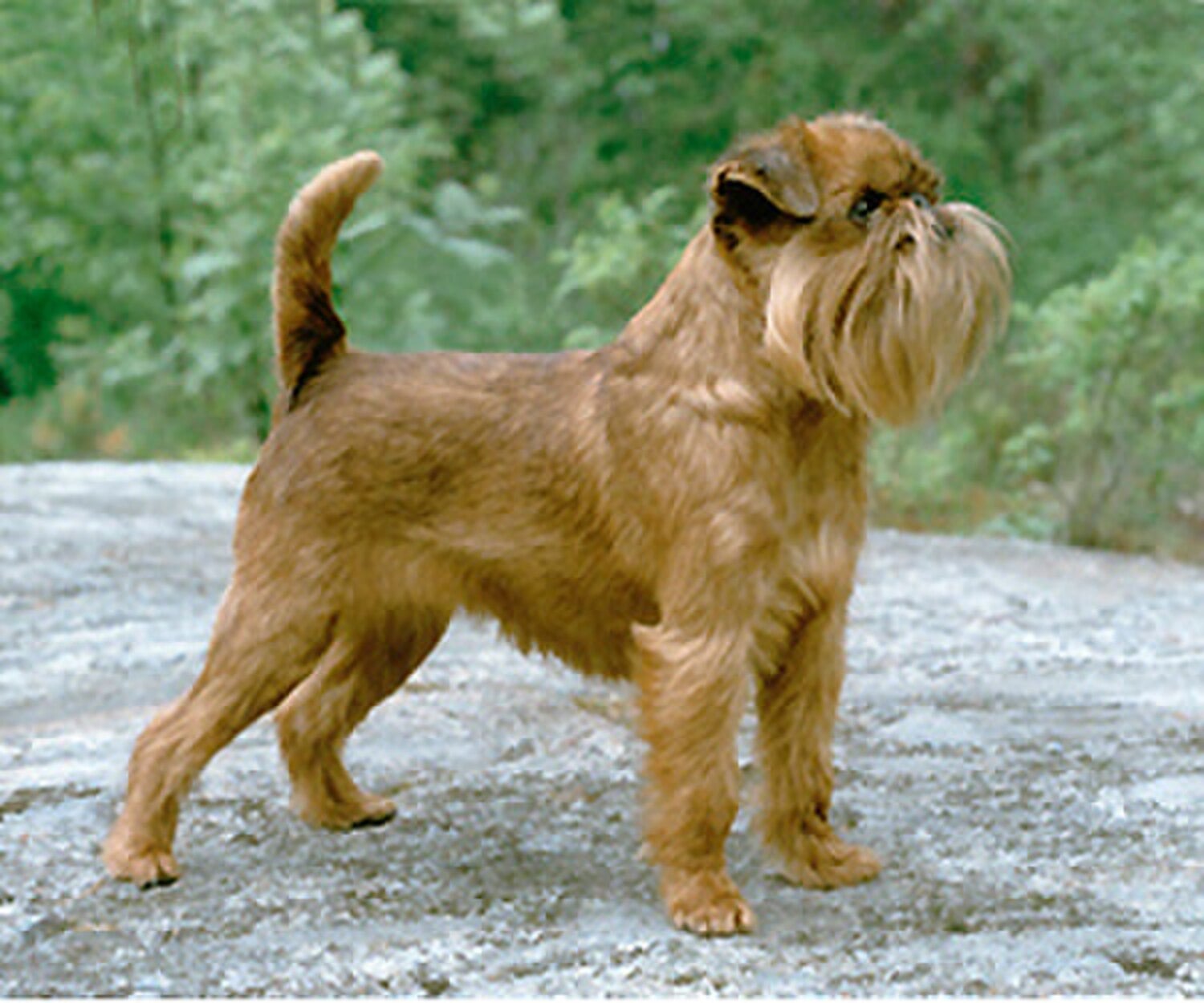 Brussels Griffon dog breed