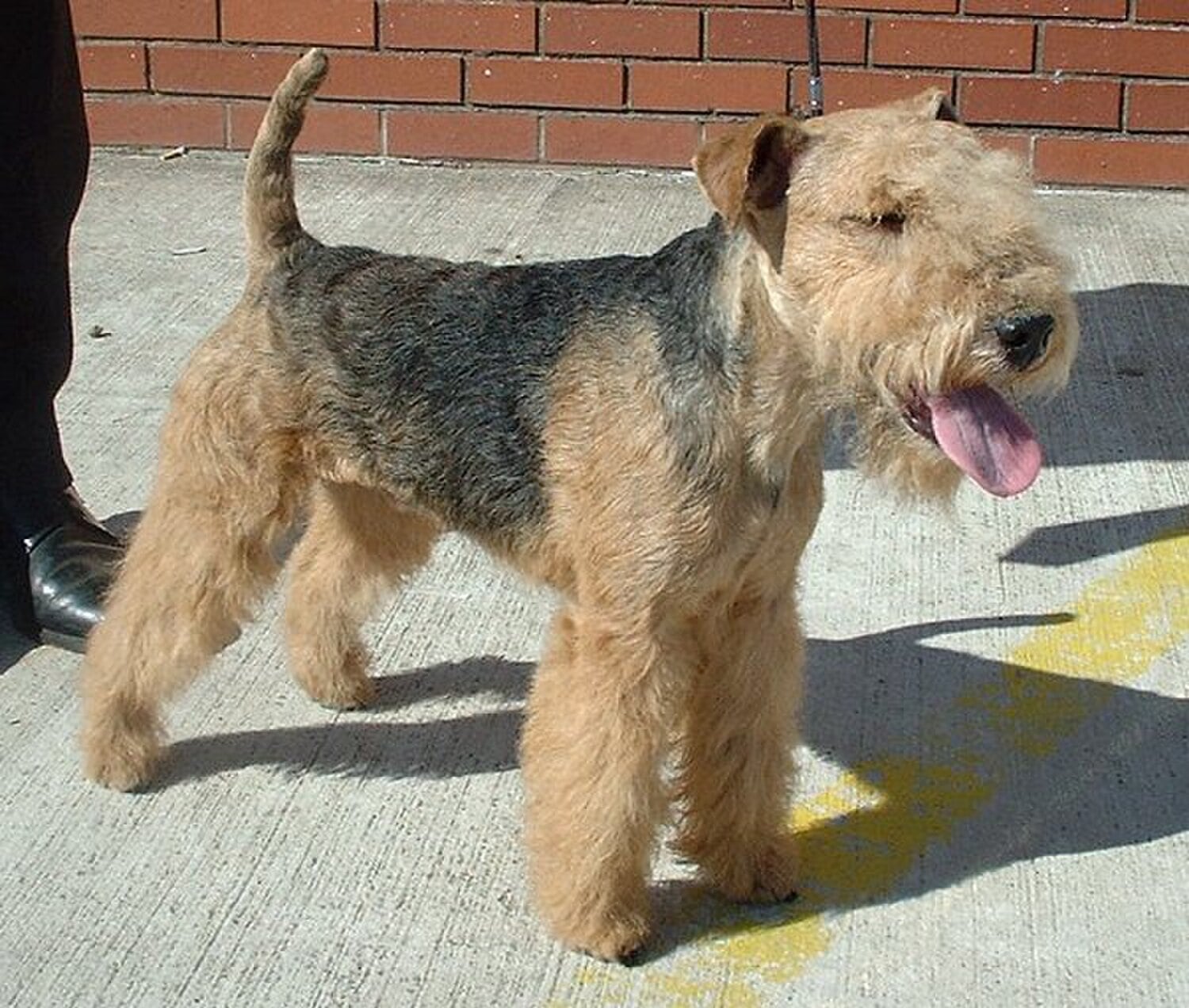 Lakeland Terrier dog breed