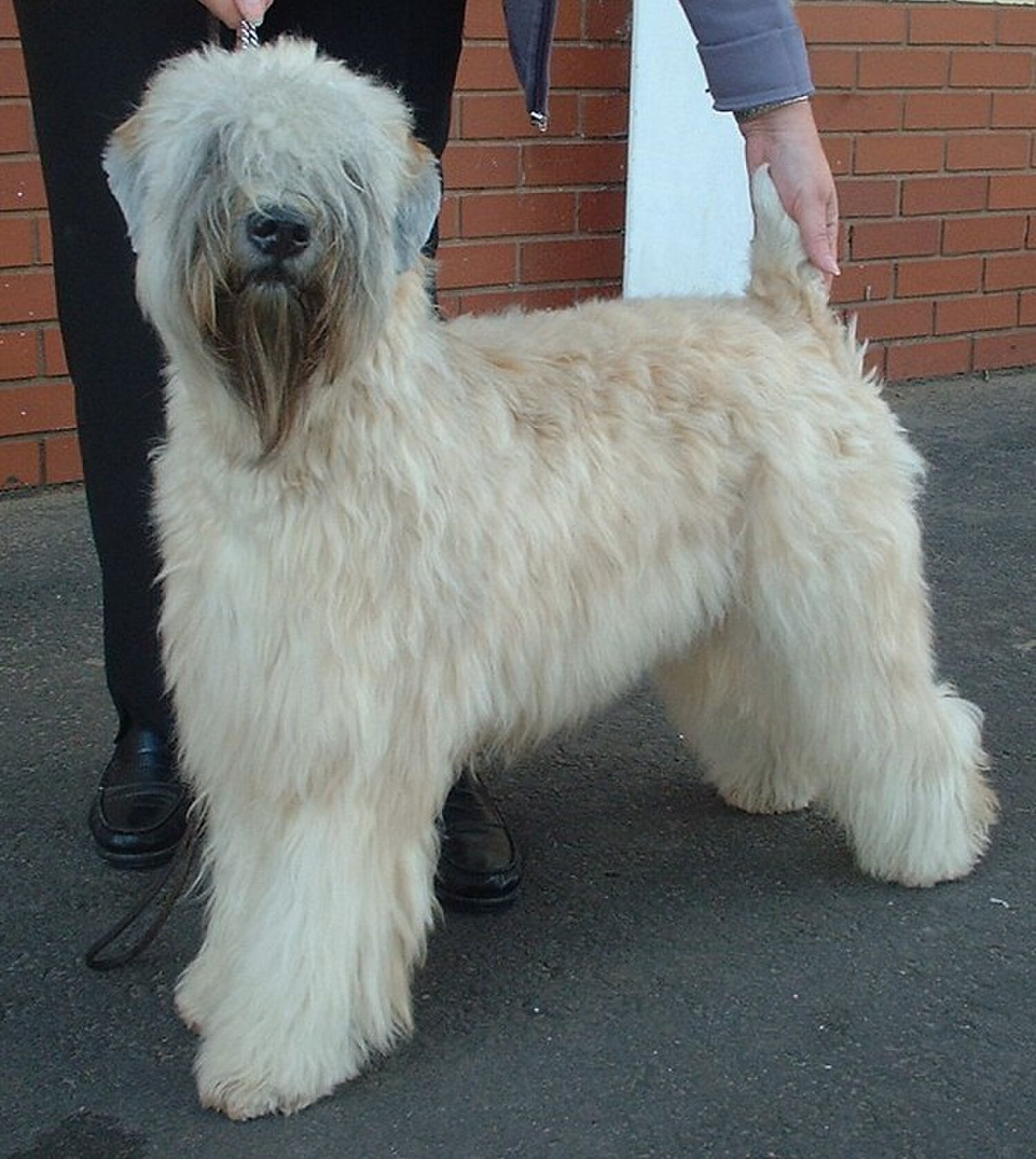Soft Coated Wheaten Terrier dog breed