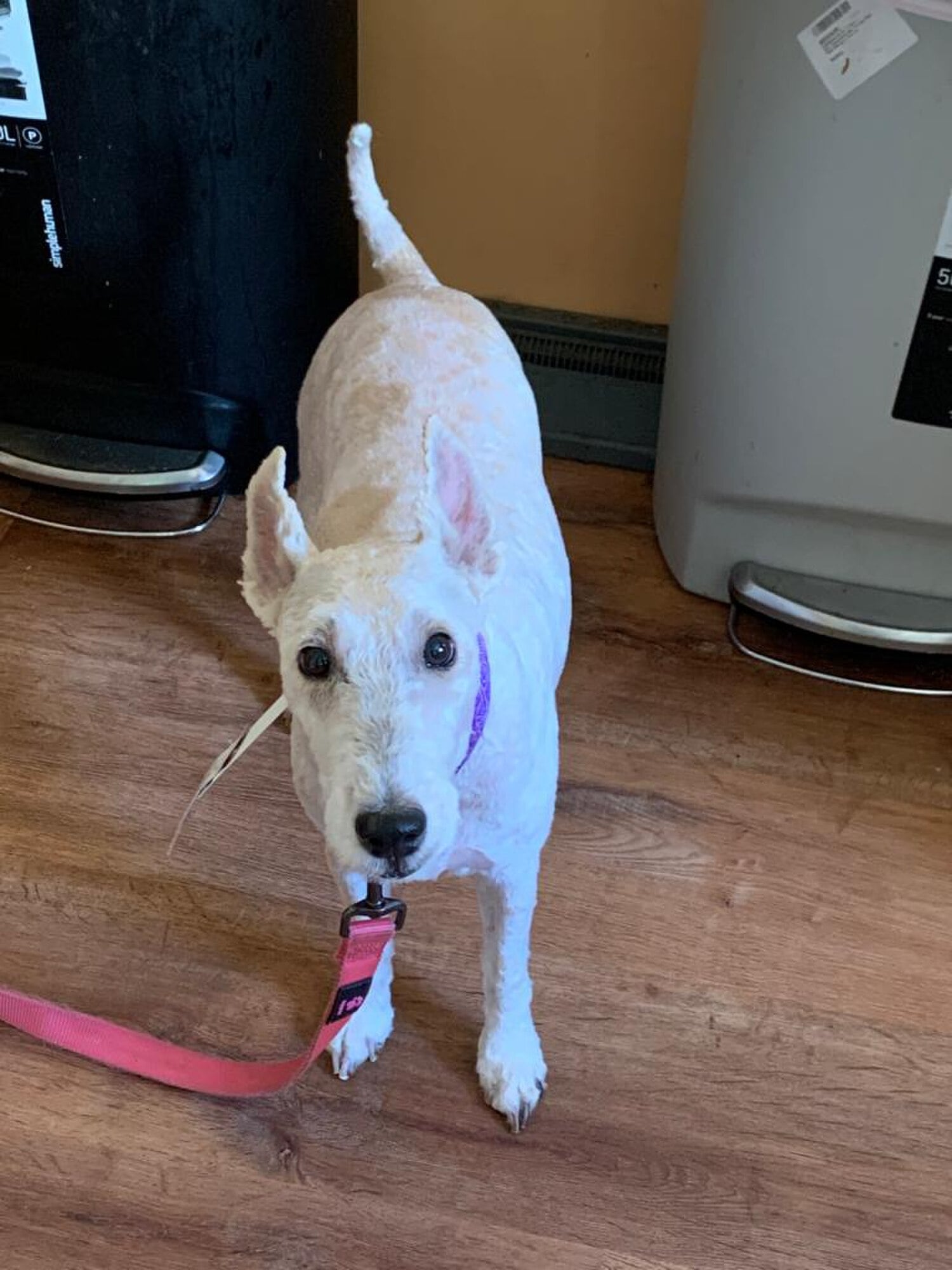 Wire Fox Terrier dog breed